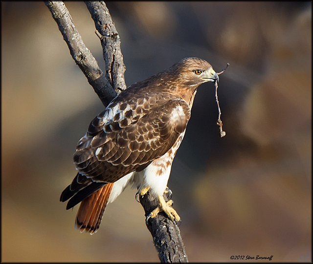 _2SB3872 red-tail hawk with nesting material.jpg